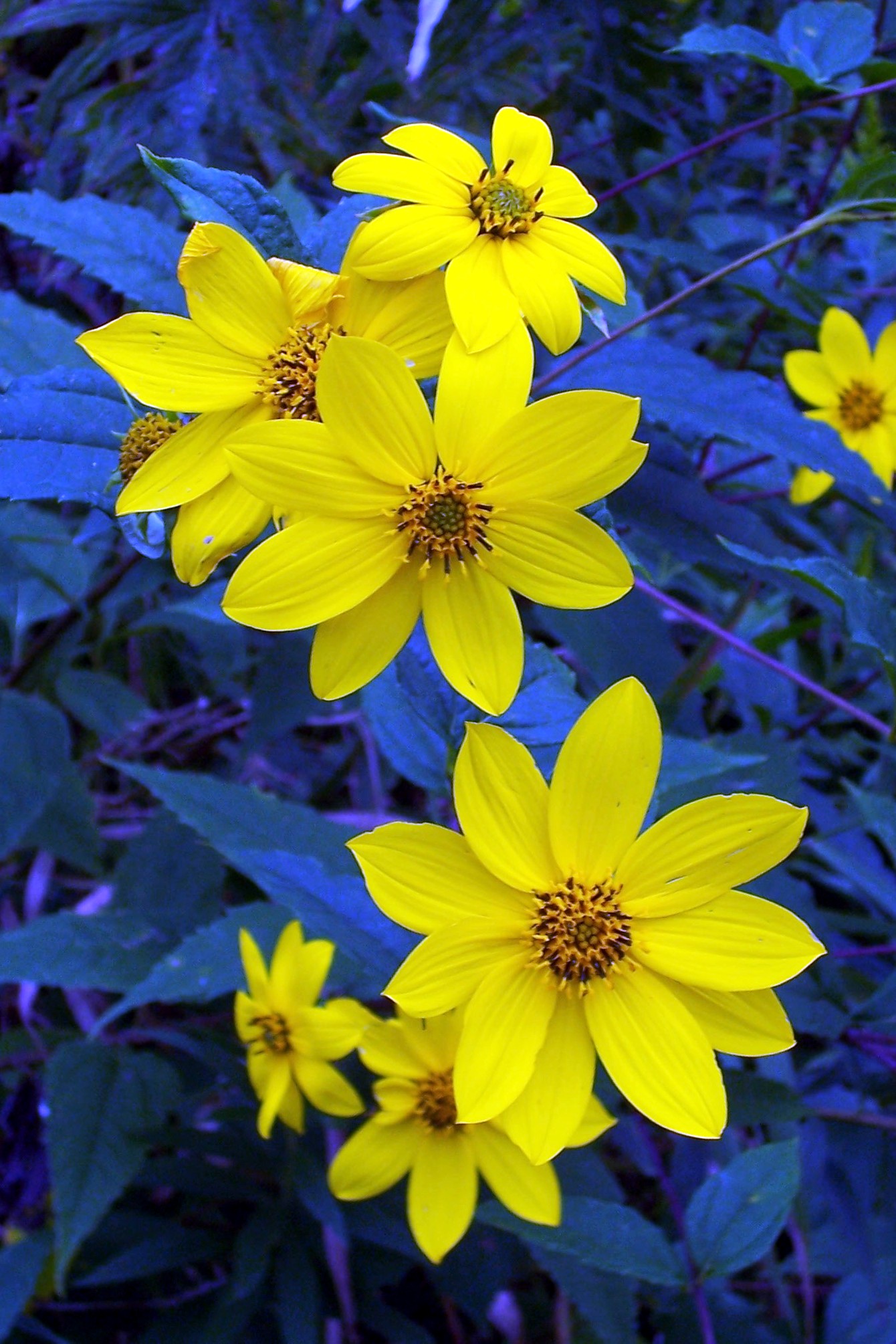 Image of Flowers