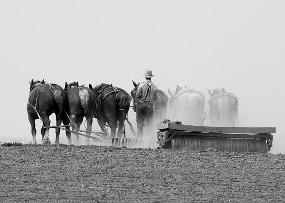 Image of Amish Farming