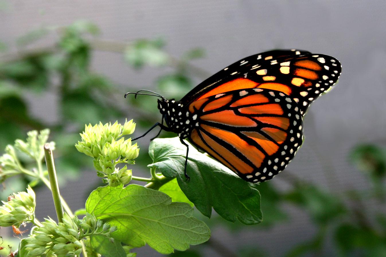 Image of Butterflies