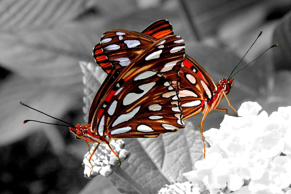 Image of Butterflies