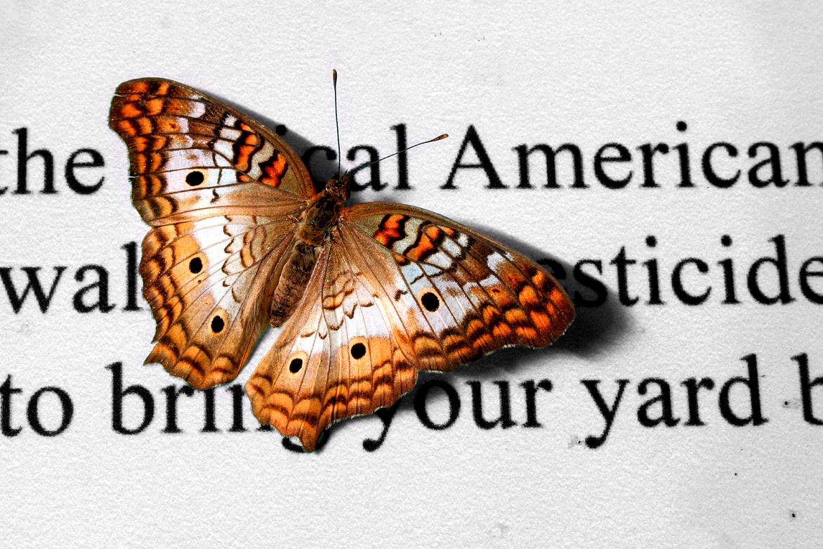 Image of Butterflies