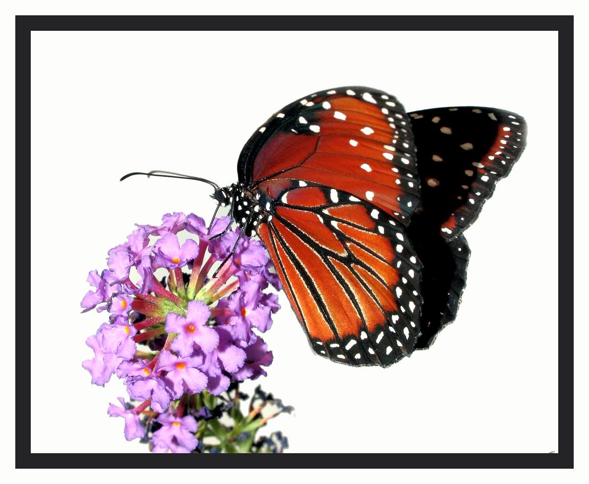 Image of Butterflies