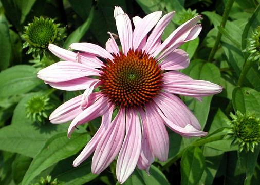 Image of Coneflower