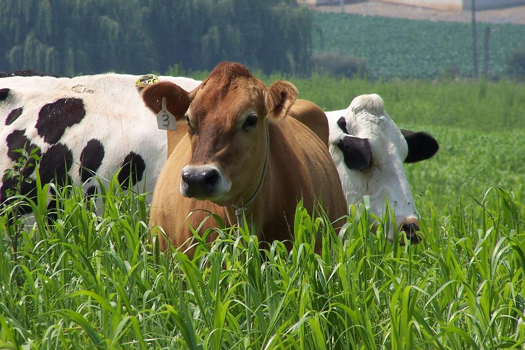Image of Cows