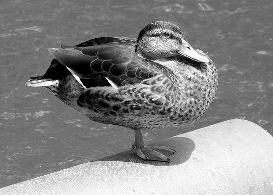 Image of Duck