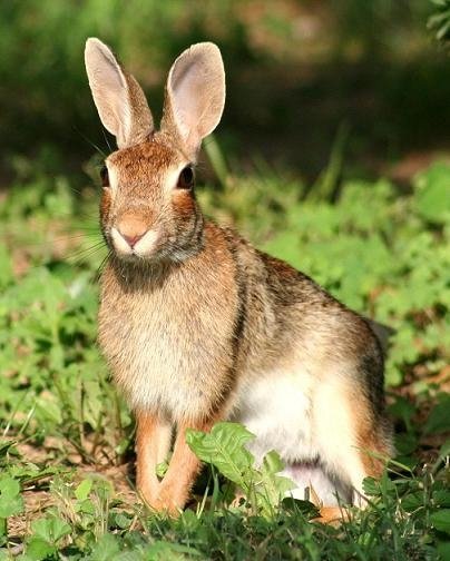 Image of Rabbit