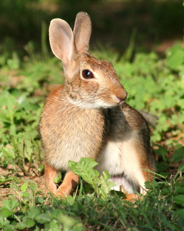 Image of Rabbit