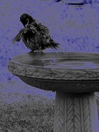 Image of Birdbath