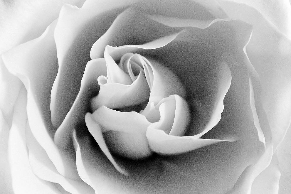 Image of Black & White Rose
