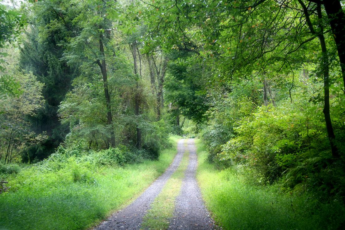 Image of Wooded Trail