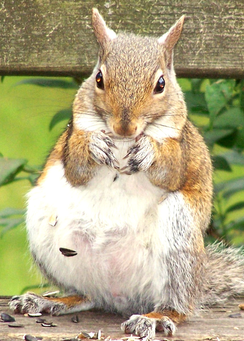 Image of Squirrel Eating