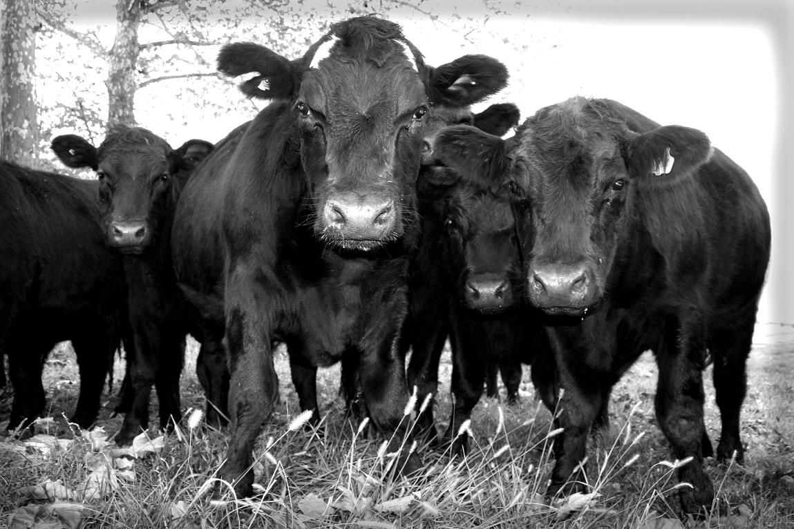 Image of Steers